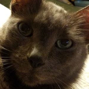 Meet your Posher, Cheri